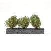 Shrubs & Bushes - Dark Green Bushes 4-6cm